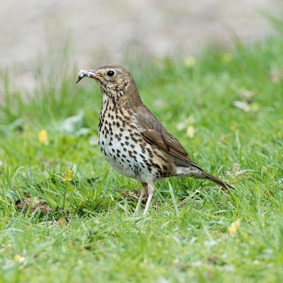 Song Thrush | BTO - British Trust for Ornithology